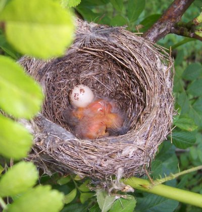 Two Eastern wood pewee nestlings and one infertile egg