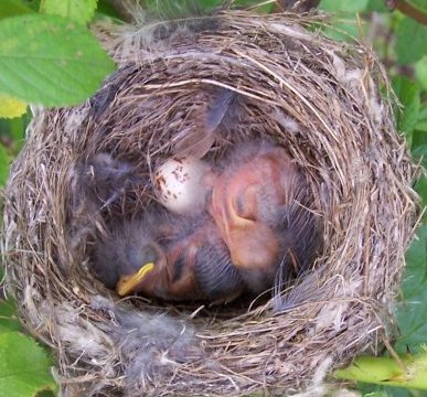 Willow flycatcher nestlings