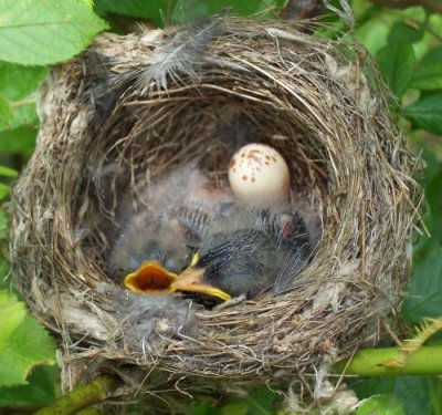 Older nestlings