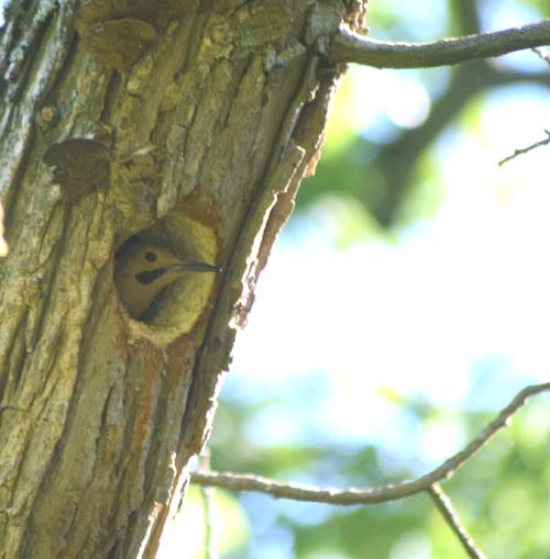 Male flicker in the snag cavity