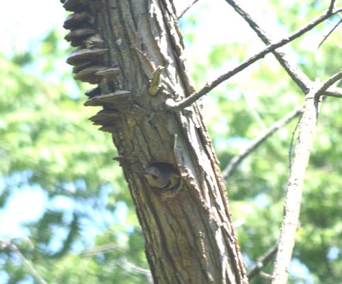 Nesting cavity in an old snag
