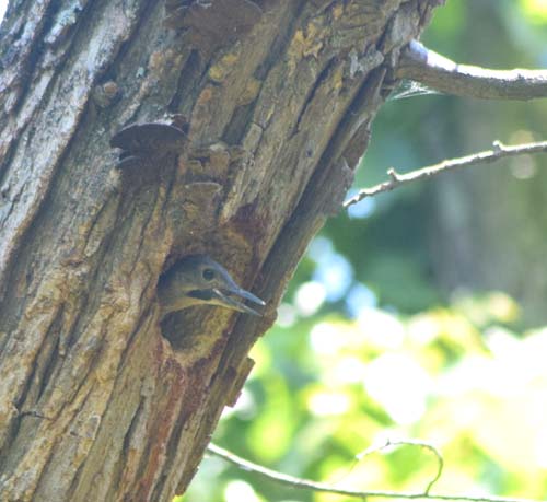 Flicker nestling in tree snag