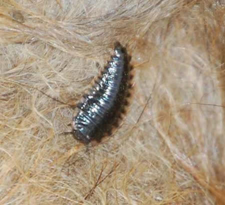 larva of carrion beetle