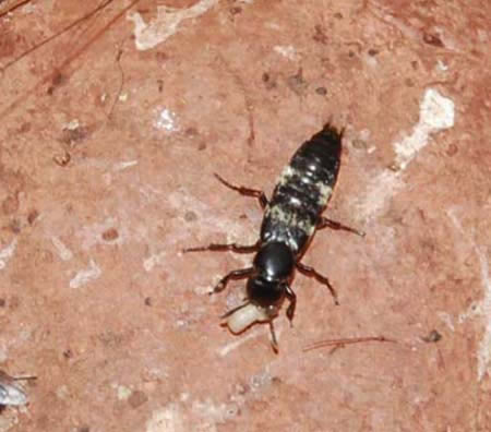 Hairy Rove beetle eating fly larva