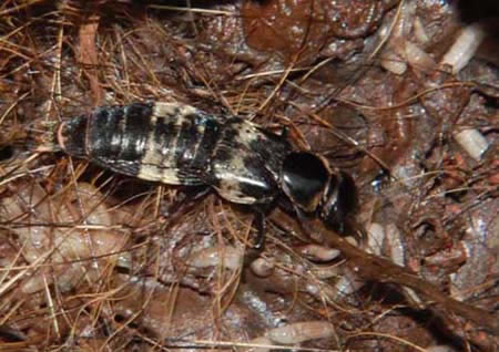 hairy rove beetle