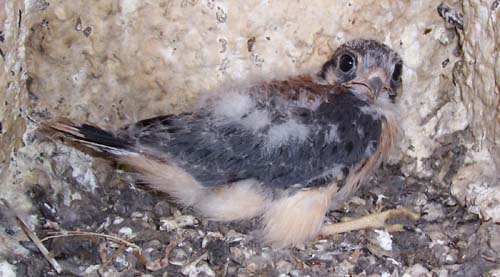 Older American kestrel nestling in nest box