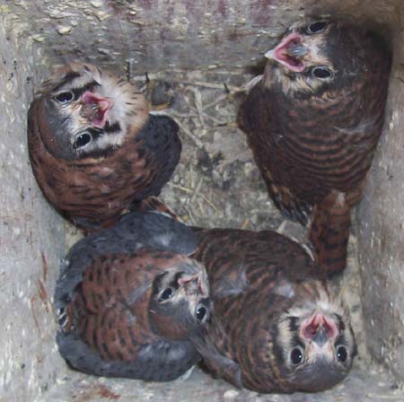 American kestrels in nest box. Falco sparverius