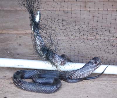 black rat snake in bird netting