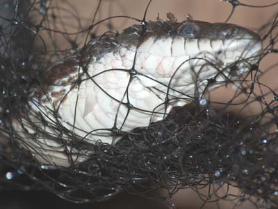 black rat snake entangled in bird netting