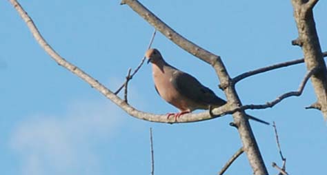 Mourning dove in ugly young maple