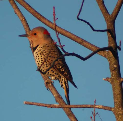 Female Northern flicker on ugly young maple
