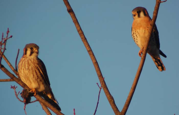American kestrel pair in ugly young maple