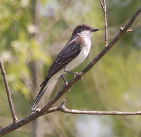 kingbird in the ugly young maple