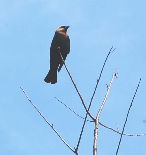 Male cowbird in ugly young maple