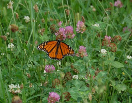 Monarch in lawn habitat