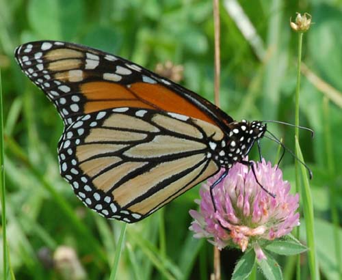 Monarch nectaring on clover