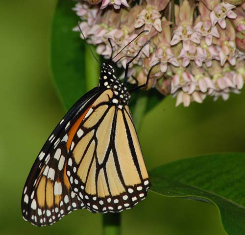 Monarch nectaring at milkweed flower