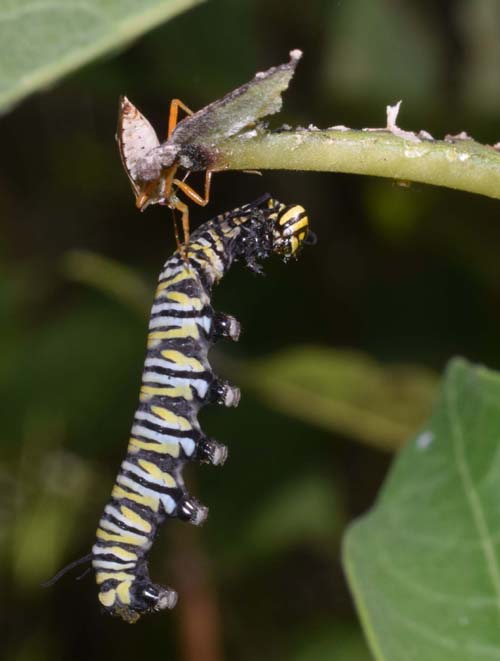 Monarch caterpillar attacked by spined soldier bug