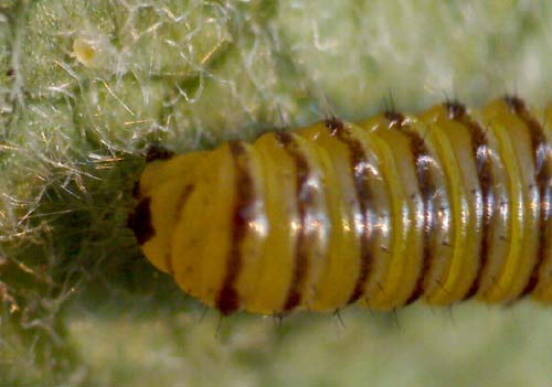 A newly hatched Monarch