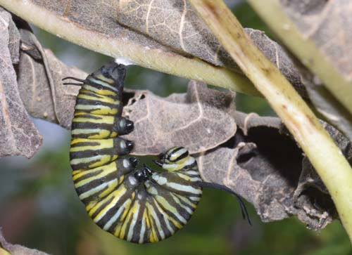 Monarch larvae in J position, ready to pupate