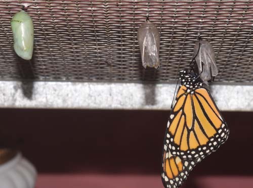 Monarch emerges from chrysalis