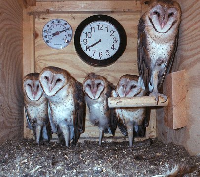 5 barn owl young in nest box