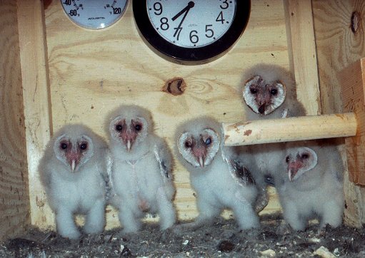 Five young nestling barn owls