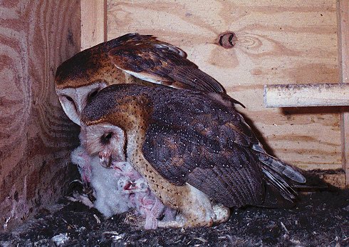 Two female barn owls in same box polygamous nesting
