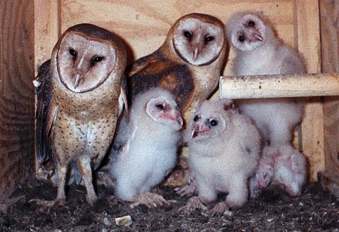 Two female barn owls with their shared nestlings