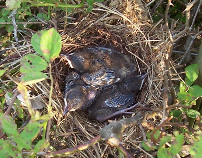 Older brown thrasher nestlings