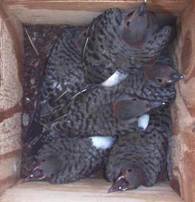 yellow shafted flicker nestlings