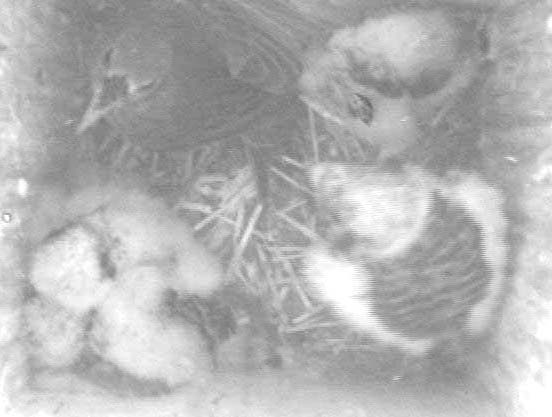 house wren visits American kestrel nest