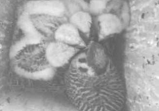 Female kestrel feeding nestlings