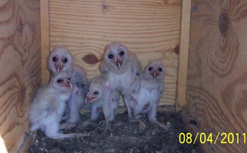 Barn owl nestlings 18-26 days old