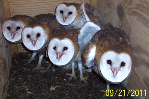 Barn owl nestlings 66-74 days old