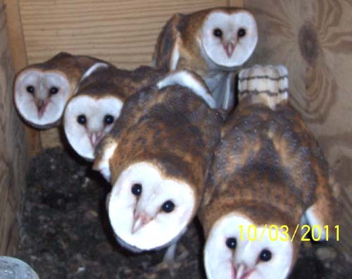 Barn owl nestlings 78-86 days old