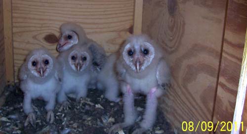 Barn owl nestlings 23-31 days old