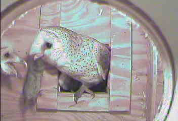 Adult Barn owl entering nest with prey