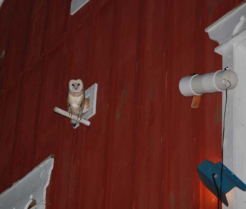 barn owl prey cam outside entrance to nest box