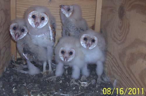 Barn owl nestlings 30-38 days old