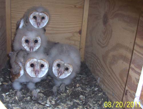 Barn owl nestlings 34-42 days old