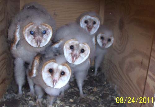 Barn owl nestlings 38-46 days old