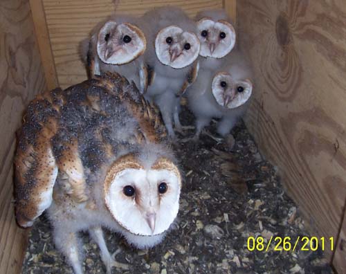 Barn owl nestlings 40-48 days old