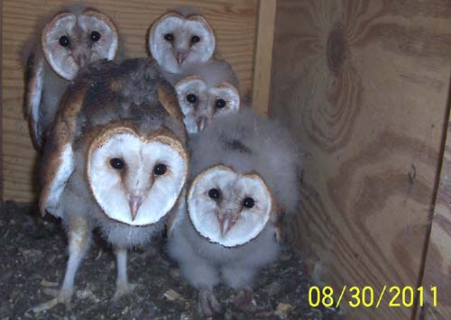 Barn owl nestlings 44-52 days old