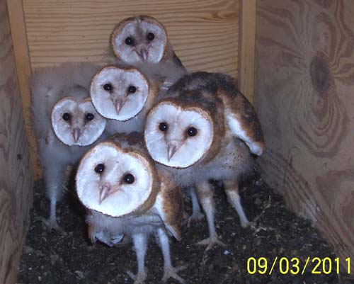 Barn owl nestlings 48-56 days old