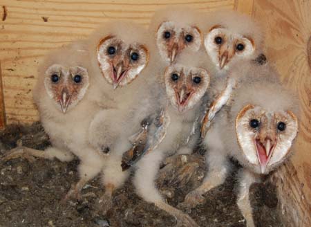 Barn owl nestlings May 28, 2012