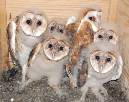 Barn owl nestlings June 7, 2012