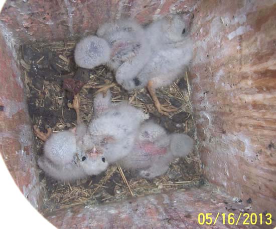 young kestrel nestlings