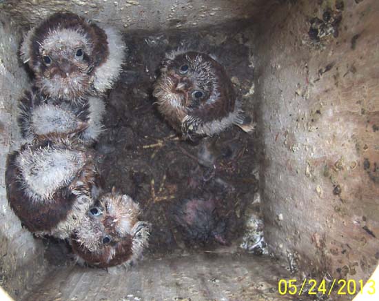 older kestrel nestlings