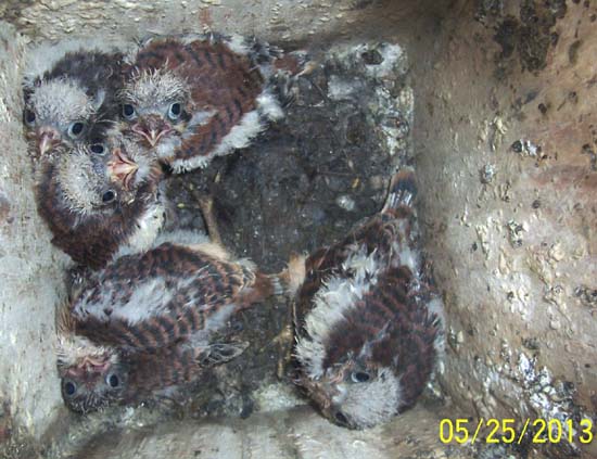 Older American Kestrel nestlings